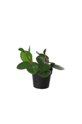[000052] Segni  Artificial Plant With Pot