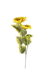 [000025] Sunny 3Heads Sunflower