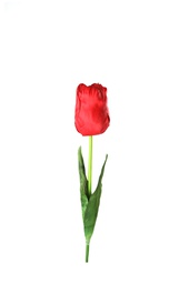 [000429] Pardis Tulip