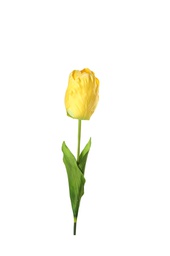 [000430] Pardis Tulip