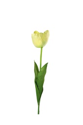 [000434] Pardis Tulip